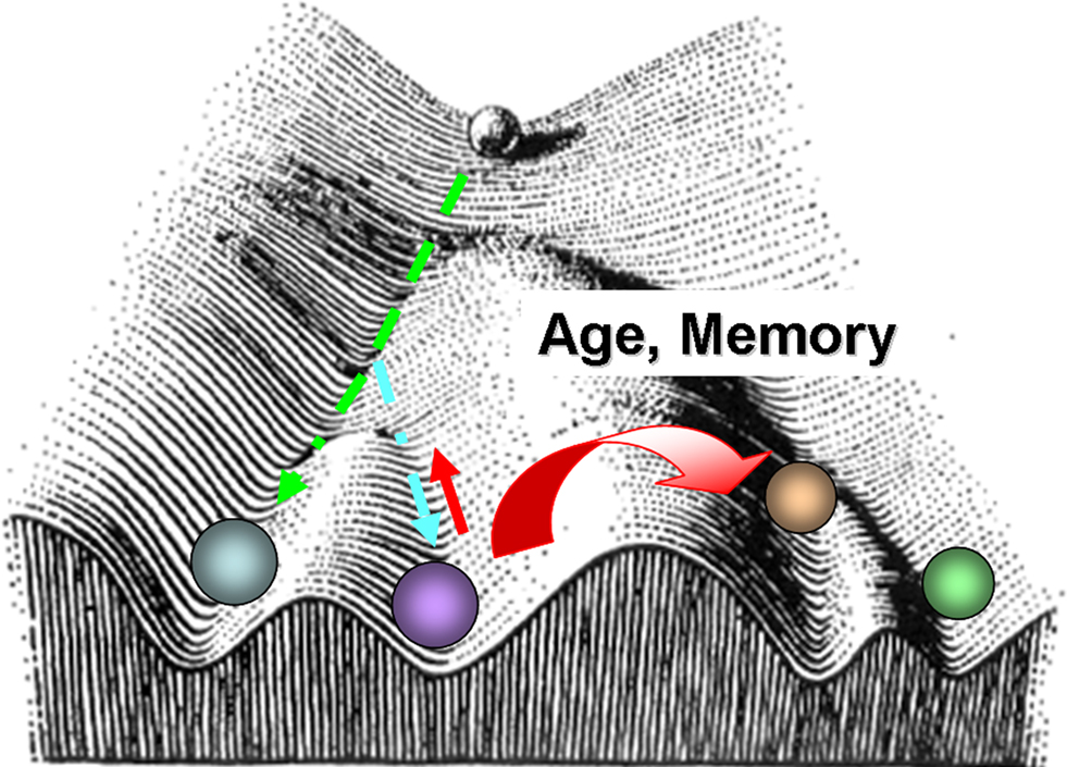 Frontiers | Do different neurons age differently? Direct genome ...