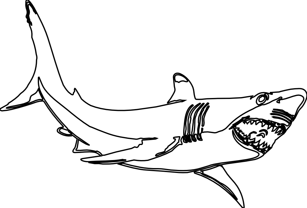 the great white shark black white line art ...