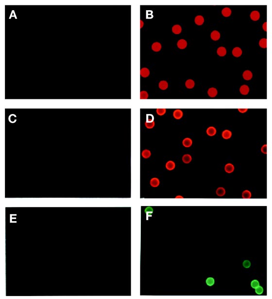 Figure 3 : Paramagnetic proteoliposomes containing a pure, native ...