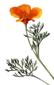 California Poppy Seeds from Alchemy Works - Seeds for