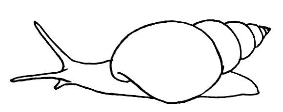 How to draw a Snail