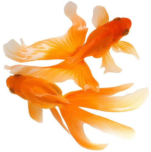 1000+ images about Goldfish