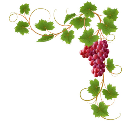 I Am The Vine Clipart