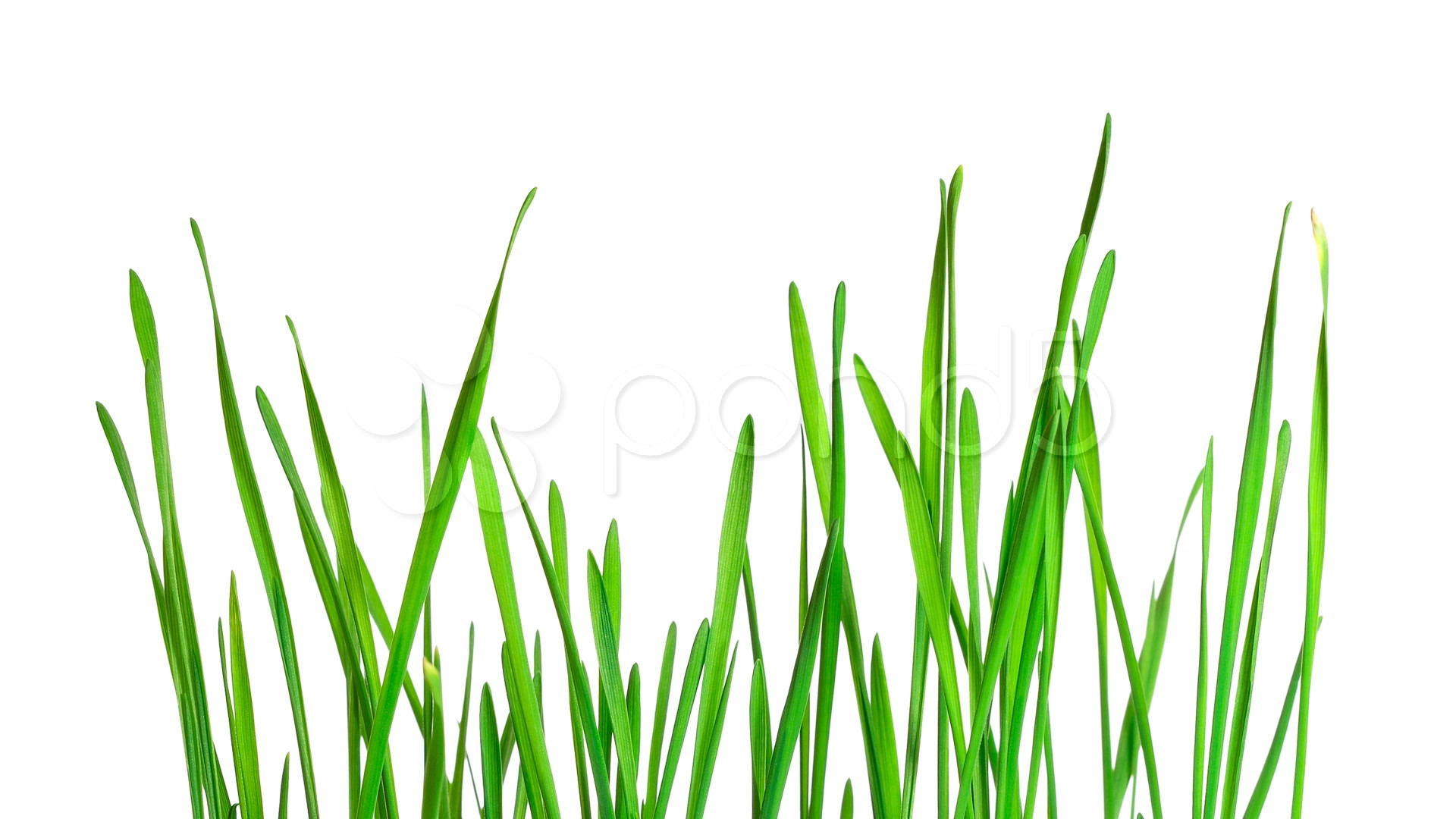 clip art grass | Hostted