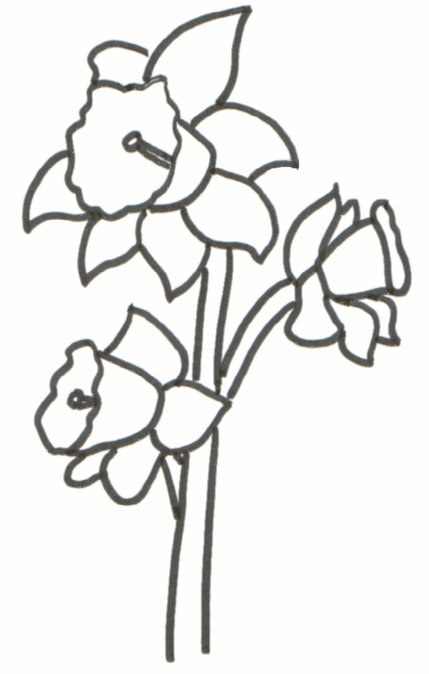 Drawing Of Daffodils - ClipArt Best