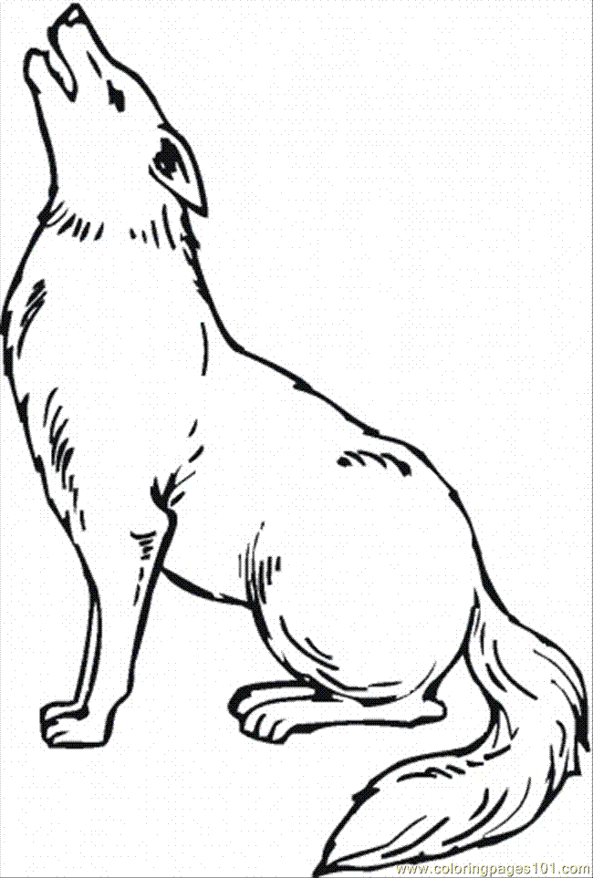 Coyote Coloring Page