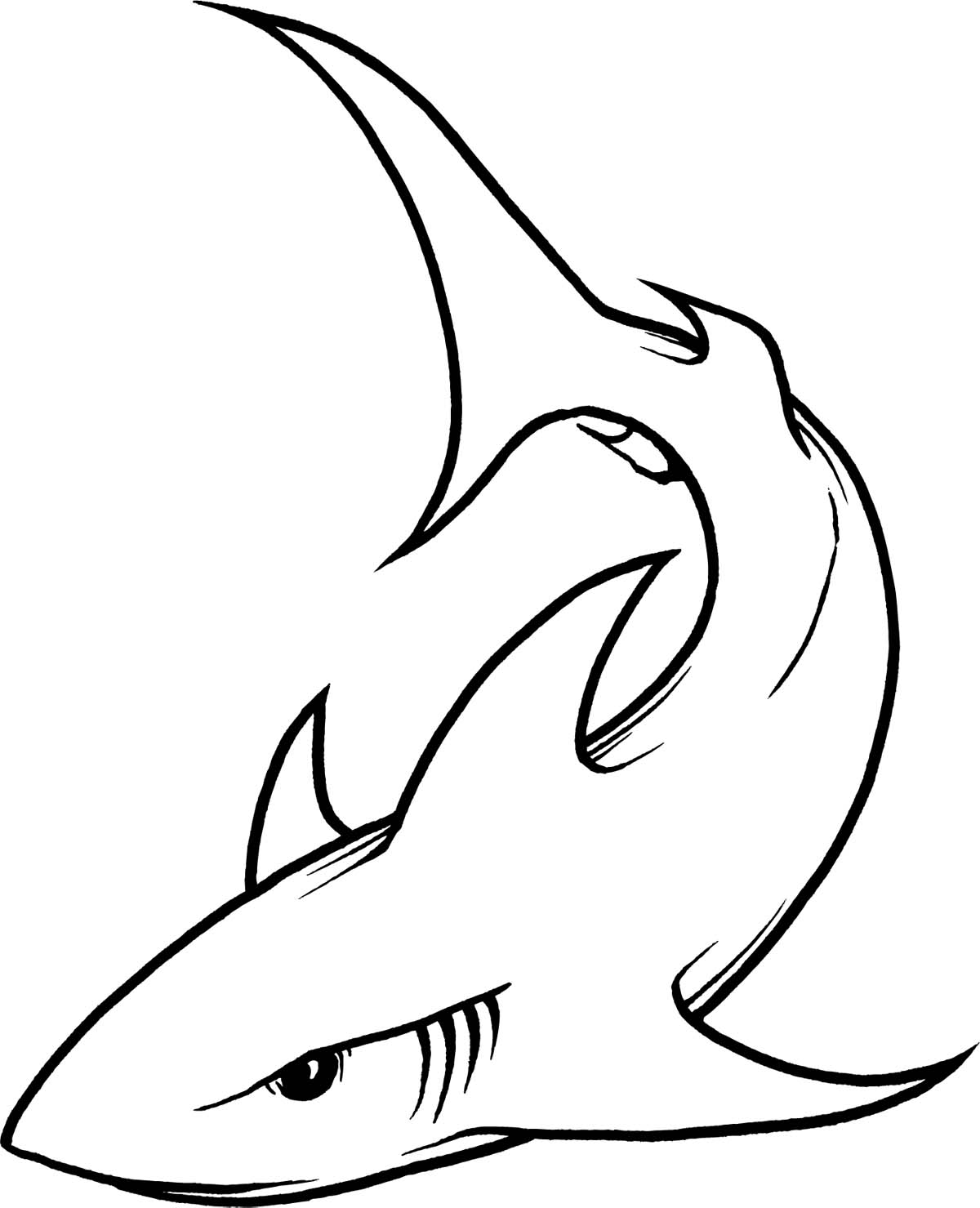 Great White Shark Drawing - Free Clipart Images