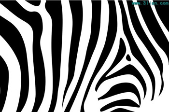 Animals For > Zebra Pattern Vector