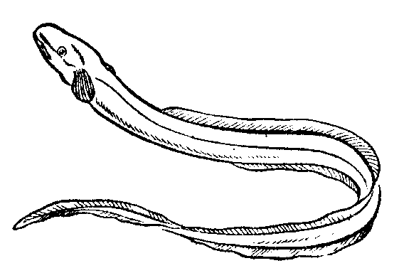 Eel Clipart - Free Clipart Images