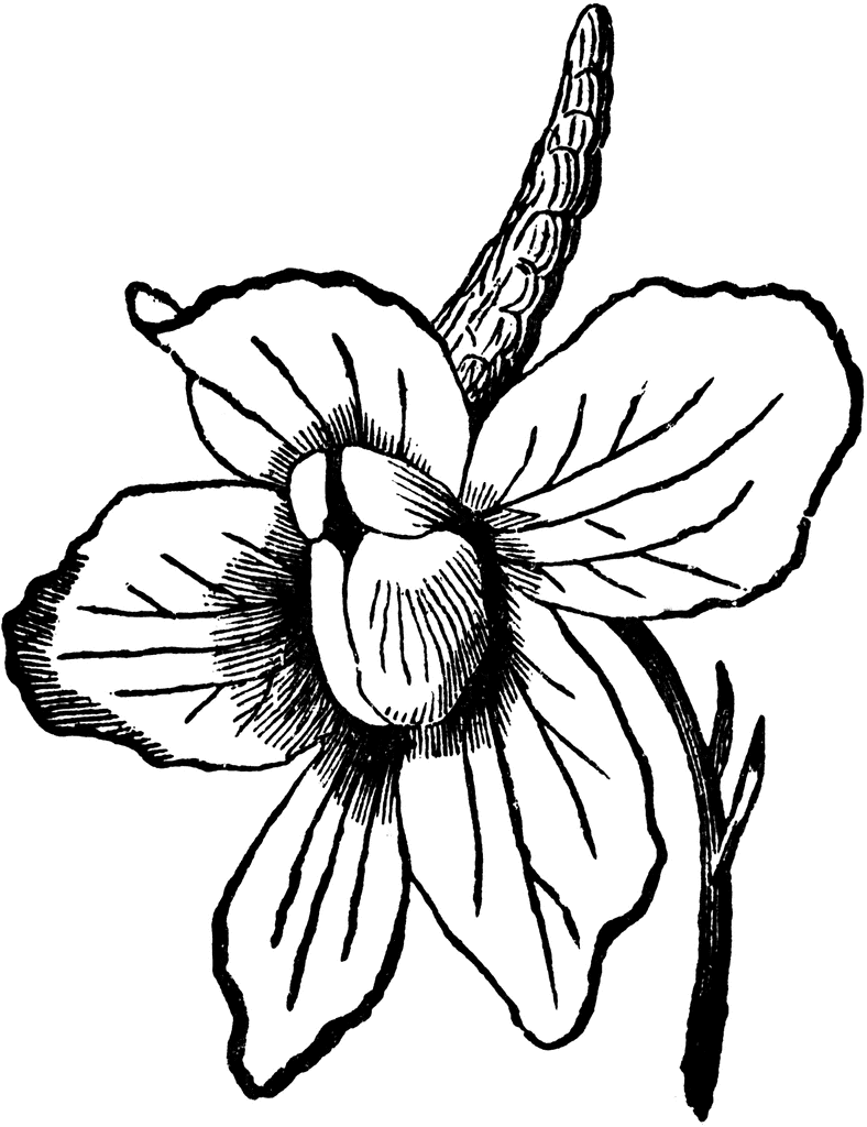 Larkspur Tattoo Designs