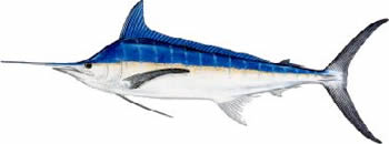 fishbluemarlin.jpg