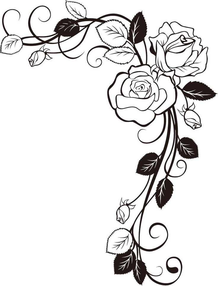 sketches of roses and vines