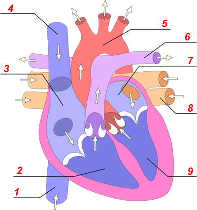 Heart Diagram Unlabeled Colored | Health Pictures