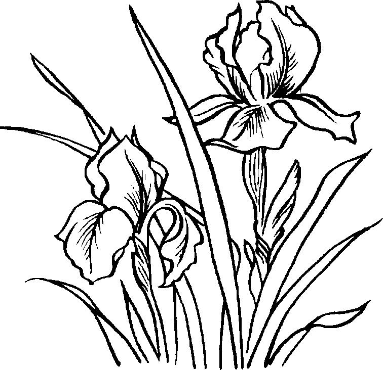 Plant Clipart Black And White - Free Clipart Images - ClipArt Best