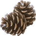 Pinecone, Conifer Cone clipart / Free clip art