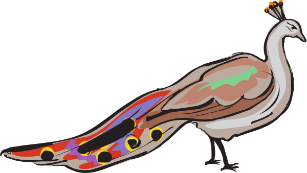 Colourful Peacock Drawing - ClipArt Best