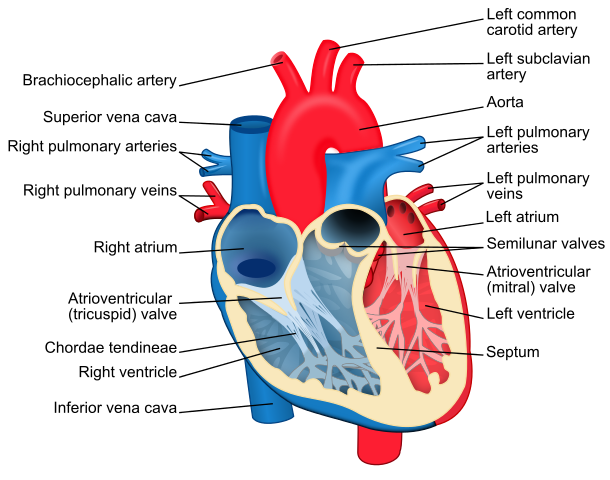 File:Heart diagram-en.svg - Wikipedia
