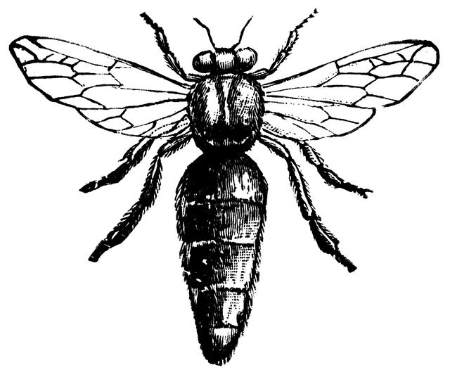 Queen Bee Clipart