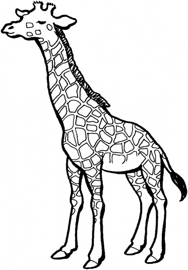 Giraffe Outline Printable - ClipArt Best
