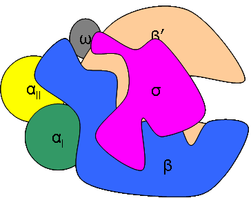 E Coli Cartoon