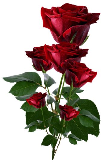 Flower Rose.png - ClipArt Best