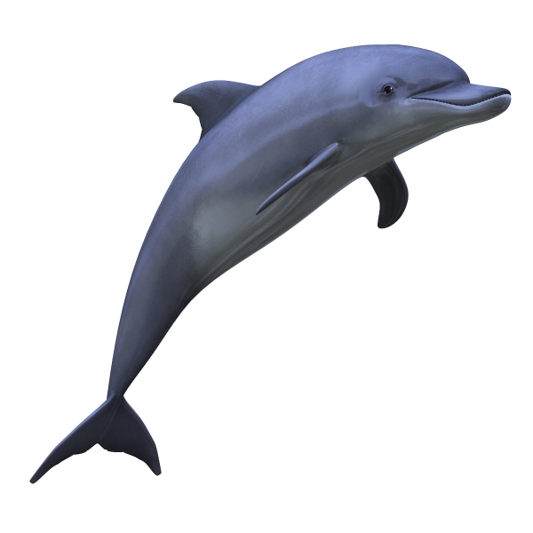 Dolphin PNG image free download