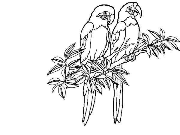 tropical birds free coloring pages