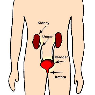 paloreadro: blank digestive system diagram kids