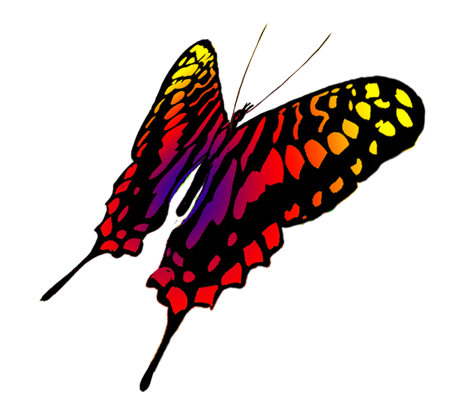 Butterfly Clipart