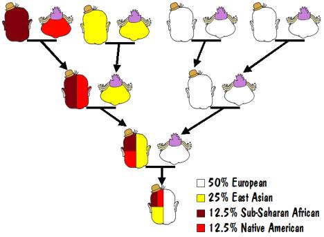 Genealogy Beyond the Y Chromosome -- Autosomes Exposed