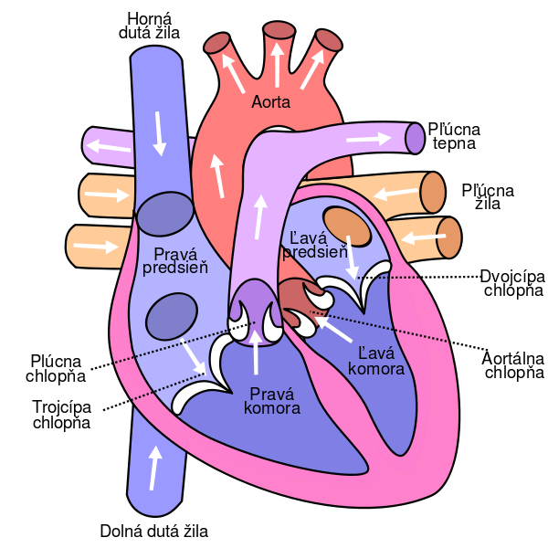 Printable heart diagrams to label DUŠAN ?ECH