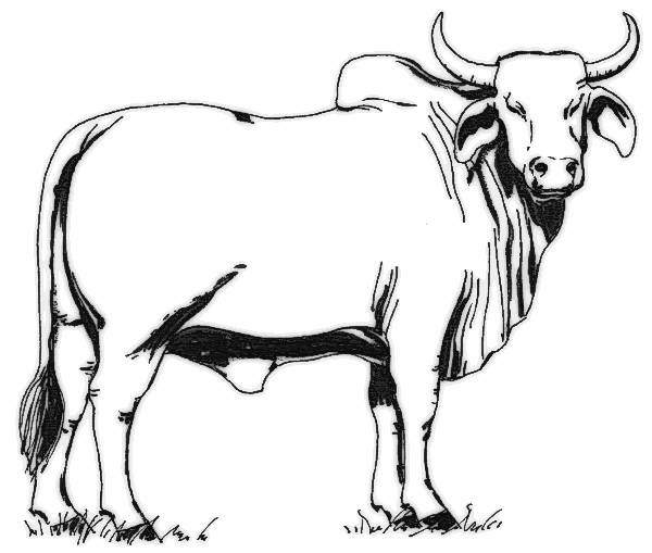 Cow in clipart