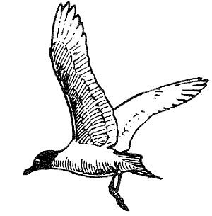 Seagull Clip Art - Images, Illustrations, Photos