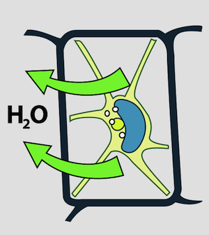 Quiz & Worksheet - What is Plasmolysis? | Study.com