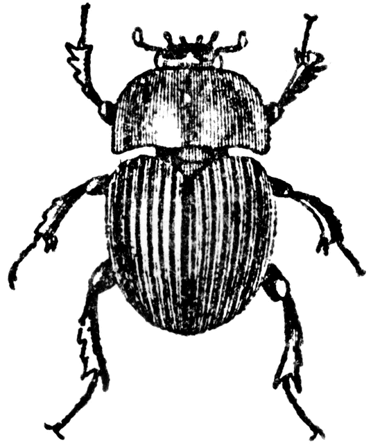 Beetle Clip Art