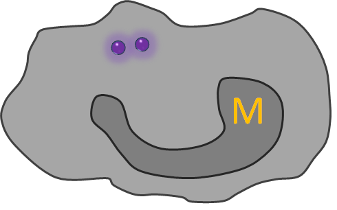 Cell Mediated Immunity