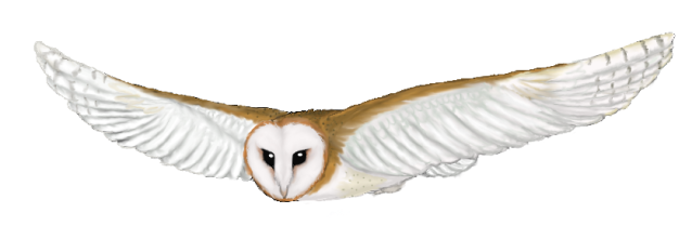 Flying Owl Clip Art - ClipArt Best