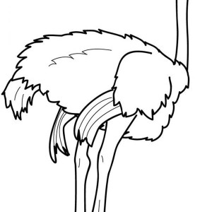 How to Draw an Ostrich Coloring Page | Color Luna