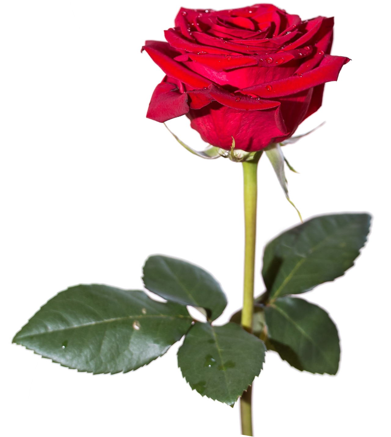 Rose PNG Image - PngPix