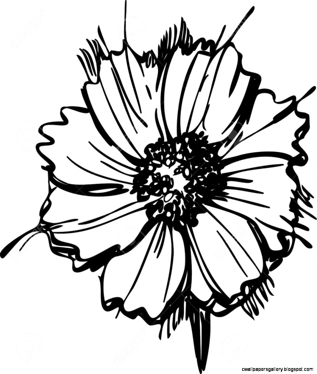 Daisy Black And White Drawing | Wallpapers Gallery