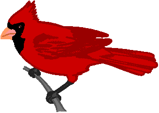 Winter cardinal clipart - ClipartFox