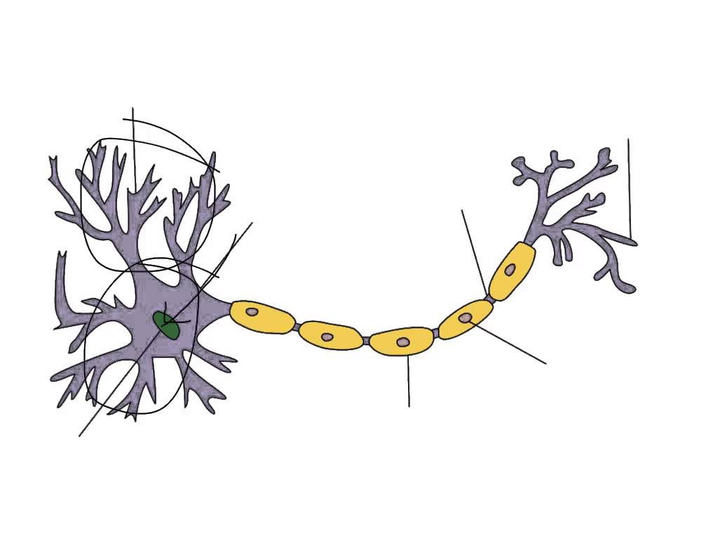 Labeling a neuron - YouTube