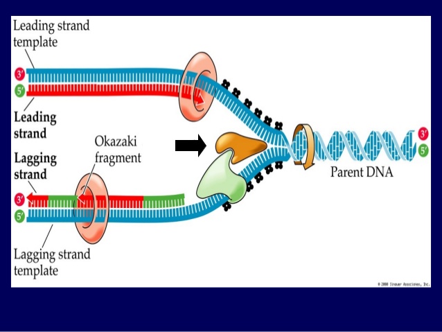 DNA Replication