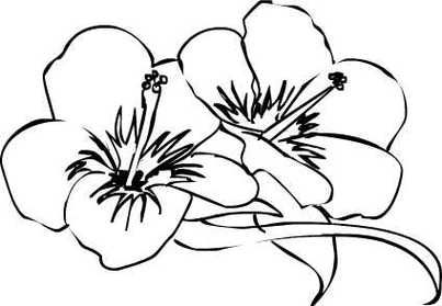 Hibiscus Flower Drawing Clipart - Free to use Clip Art Resource