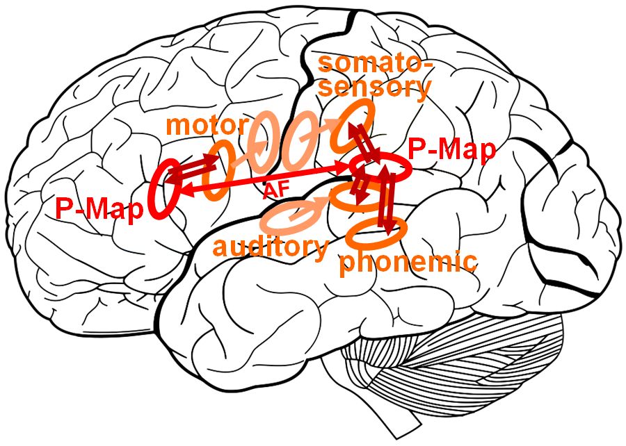 Neurocomputational speech processing