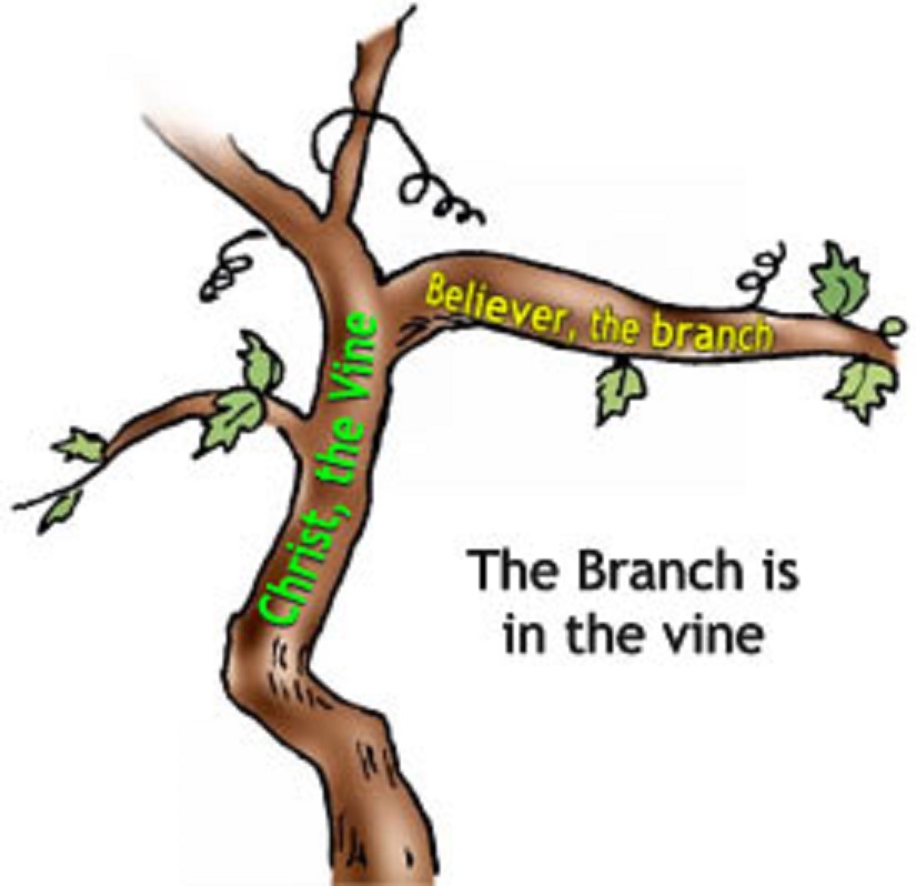 The Vine and Branches | St. Peter's Jacobite Syriac Orthodox Church