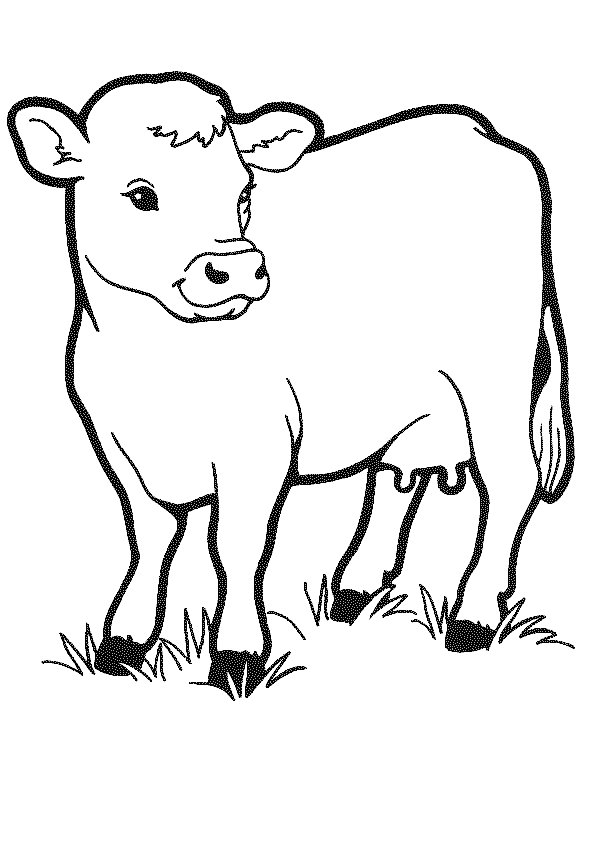 Kids-n-fun.com | 19 coloring pages of Cows