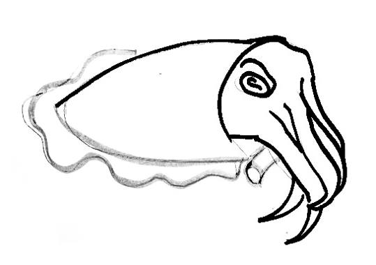 How to draw a Cuttlefish
