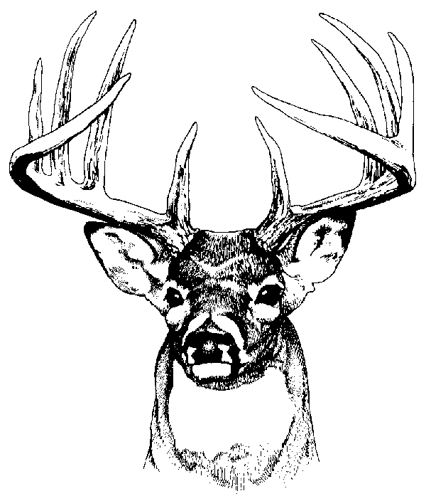buck deer graphics and comments