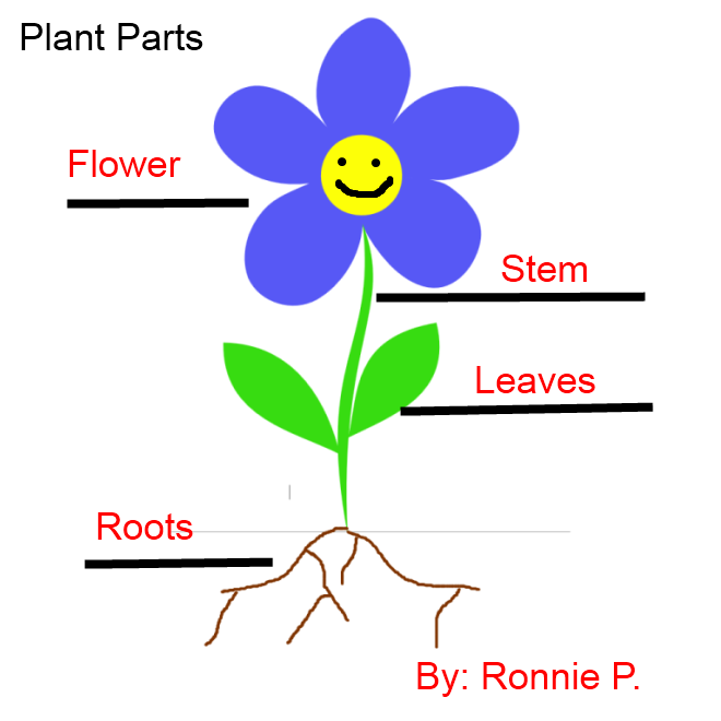 Labeling Flowers, Stems, Leaves, and Roots | K-5 Computer Lab ...